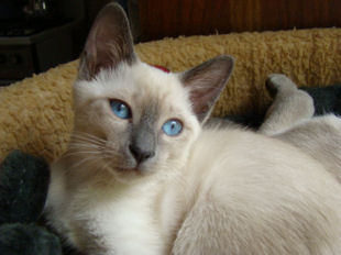 2008_verythai2_197_fifille.jpg