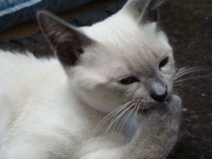 2008_verythai2_202_gamin.jpg