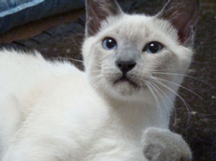 2008_verythai2_203_gamin.jpg