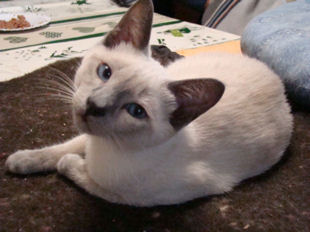 2008_verythai2_206_gamin.jpg