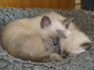 2008_verythai2_65.jpg
