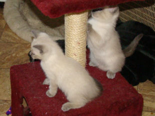 2008_verythai2_66.jpg