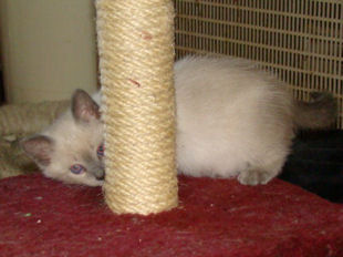 2008_verythai2_67.jpg