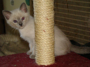 2008_verythai2_68.jpg
