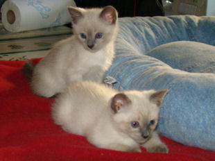 2008_verythai2_71.jpg