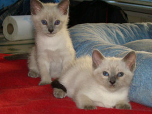 2008_verythai2_72.jpg