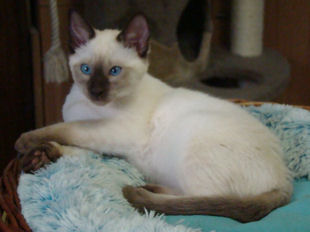 2010_AKIRA_semaine13_165.jpg