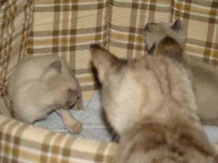 2010_AKIRA_semaine3_22.jpg