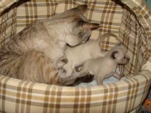 2010_AKIRA_semaine3_23.jpg