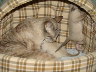 2010_AKIRA_semaine3_24.jpg