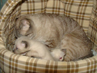 2010_AKIRA_semaine3_28.jpg