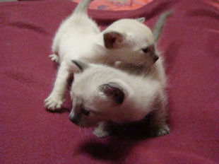 2010_AKIRA_semaine3_34.jpg
