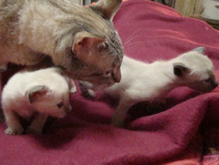 2010_AKIRA_semaine3_35.jpg