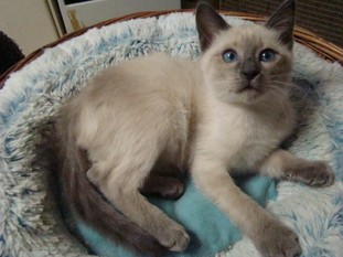 2011_VERYTHAI_semaine11_12.JPG