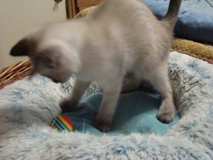 2011_VERYTHAI_semaine11_15.JPG