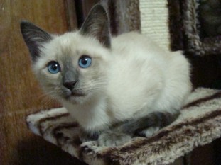 2011_VERYTHAI_semaine11_20.JPG
