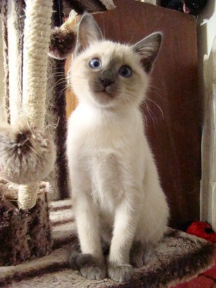 2011_VERYTHAI_semaine11_5.JPG