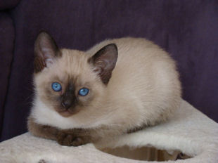 shatazou_BB_semaine6_25_akira.jpg