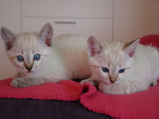 shatazou_BB_semaine6_27_sealtabby.jpg