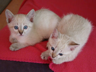shatazou_BB_semaine6_28_sealtabby.jpg