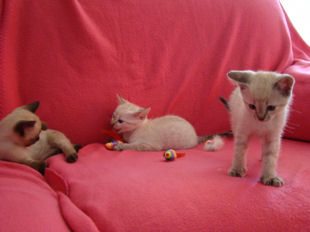 shatazou_BB_semaine6_33.jpg