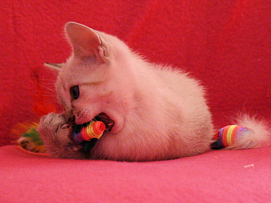 shatazou_BB_semaine6_39.jpg