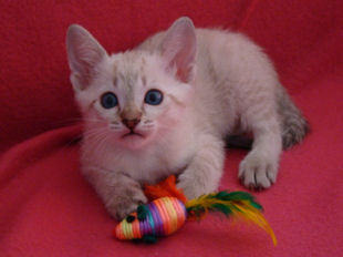 shatazou_BB_semaine6_40_sealtabby.jpg
