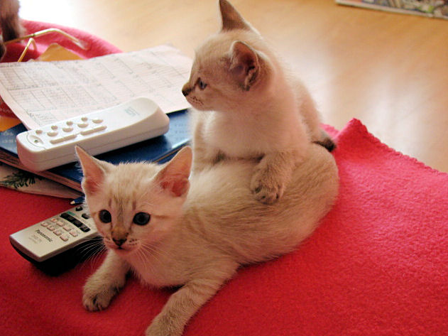 shatazou_BB_semaine6_41_sealtabby.jpg
