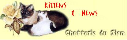titre_kittensnewsEN